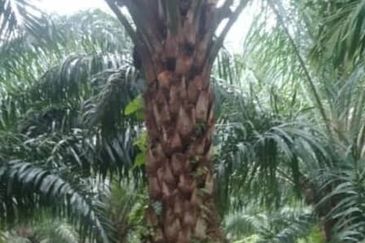 Kuala Krai, Kelantan, 📌437 Acres Palm Oil Plantation For Sale  📌Palm Oil Trees 5 to 7 years old   🎈Leasehold  🎈Sale with Company  🎈With Musang Ki