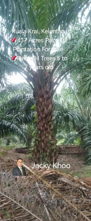 Kuala Krai, Kelantan, 📌437 Acres Palm Oil Plantation For Sale  📌Palm Oil Trees 5 to 7 years old   🎈Leasehold  🎈Sale with Company  🎈With Musang Ki, Kelantan, Kuala Krai