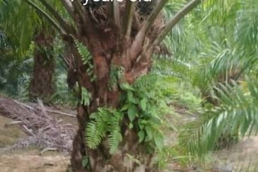 Kuala Krai, Kelantan, 📌437 Acres Palm Oil Plantation For Sale  📌Palm Oil Trees 5 to 7 years old   🎈Leasehold  🎈Sale with Company  🎈With Musang Ki