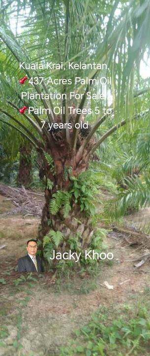 Kuala Krai, Kelantan, 📌437 Acres Palm Oil Plantation For Sale  📌Palm Oil Trees 5 to 7 years old   🎈Leasehold  🎈Sale with Company  🎈With Musang Ki, Kelantan, Kuala Krai