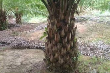 Kuala Krai, Kelantan, 📌437 Acres Palm Oil Plantation For Sale  📌Palm Oil Trees 5 to 7 years old   🎈Leasehold  🎈Sale with Company  🎈With Musang Ki