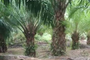 Kuala Krai, Kelantan, 📌437 Acres Palm Oil Plantation For Sale  📌Palm Oil Trees 5 to 7 years old   🎈Leasehold  🎈Sale with Company  🎈With Musang Ki