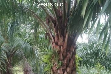 Kuala Krai, Kelantan, 📌437 Acres Palm Oil Plantation For Sale  📌Palm Oil Trees 5 to 7 years old   🎈Leasehold  🎈Sale with Company  🎈With Musang Ki