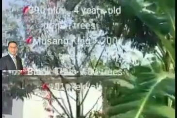  Rembau,  GADONG, Negeri Sembilan , 📌11.3 acres Durian Land for Sale  📌 Freehold  📌390 plus , 4 years old durian trees