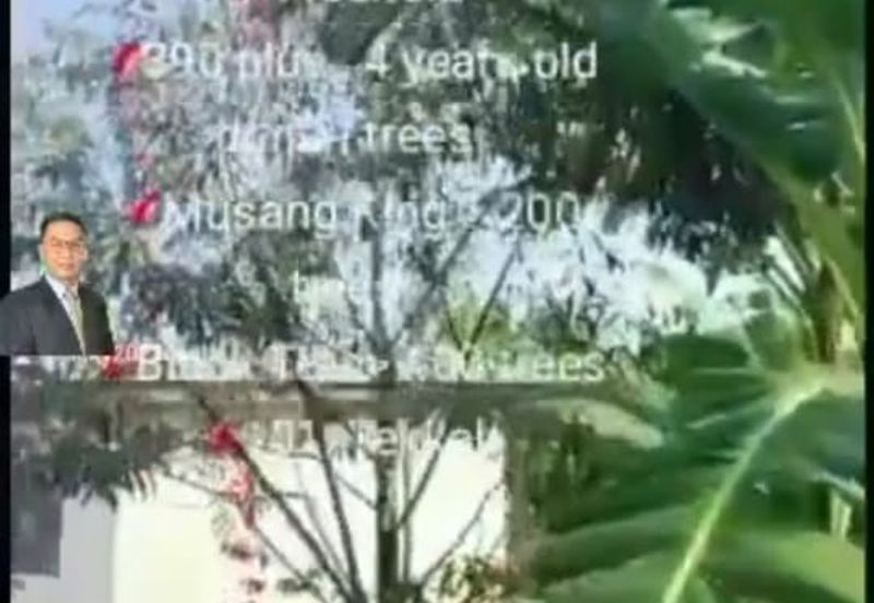  Rembau,  GADONG, Negeri Sembilan , 📌11.3 acres Durian Land for Sale  📌 Freehold  📌390 plus , 4 years old durian trees