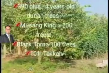  Rembau,  GADONG, Negeri Sembilan , 📌11.3 acres Durian Land for Sale  📌 Freehold  📌390 plus , 4 years old durian trees
