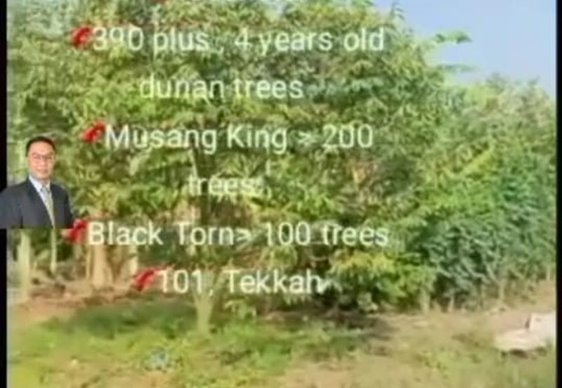  Rembau,  GADONG, Negeri Sembilan , 📌11.3 acres Durian Land for Sale  📌 Freehold  📌390 plus , 4 years old durian trees