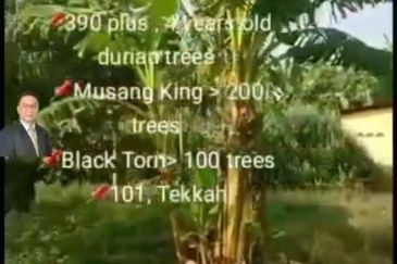  Rembau,  GADONG, Negeri Sembilan , 📌11.3 acres Durian Land for Sale  📌 Freehold  📌390 plus , 4 years old durian trees