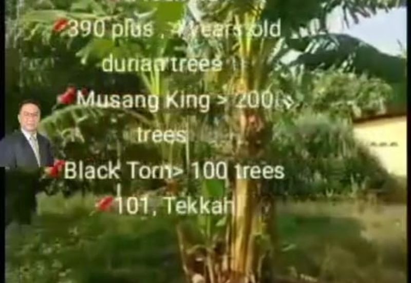  Rembau,  GADONG, Negeri Sembilan , 📌11.3 acres Durian Land for Sale  📌 Freehold  📌390 plus , 4 years old durian trees