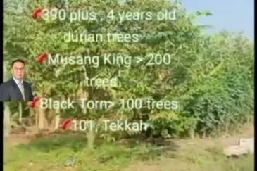  Rembau,  GADONG, Negeri Sembilan , 📌11.3 acres Durian Land for Sale  📌 Freehold  📌390 plus , 4 years old durian trees