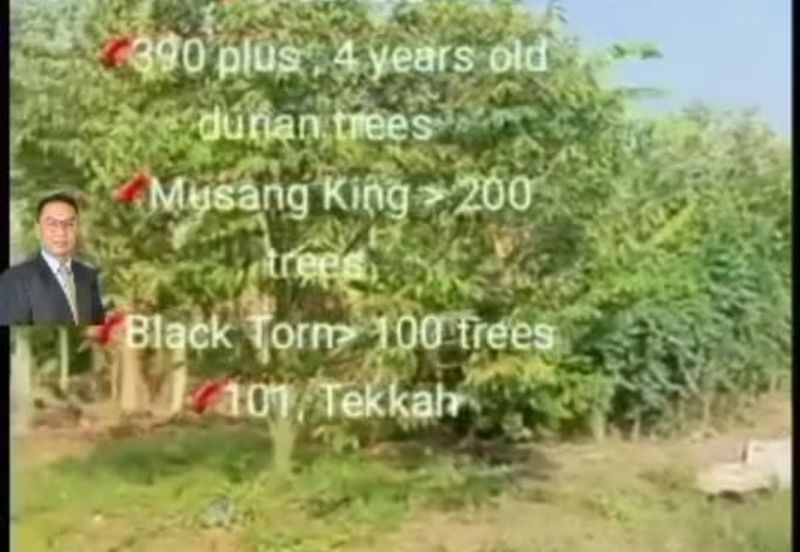  Rembau,  GADONG, Negeri Sembilan , 📌11.3 acres Durian Land for Sale  📌 Freehold  📌390 plus , 4 years old durian trees