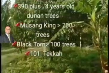  Rembau,  GADONG, Negeri Sembilan , 📌11.3 acres Durian Land for Sale  📌 Freehold  📌390 plus , 4 years old durian trees