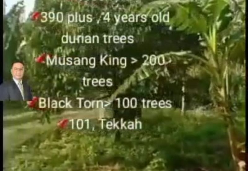  Rembau,  GADONG, Negeri Sembilan , 📌11.3 acres Durian Land for Sale  📌 Freehold  📌390 plus , 4 years old durian trees