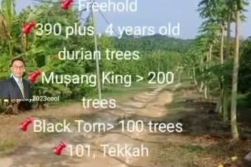  Rembau,  GADONG, Negeri Sembilan , 📌11.3 acres Durian Land for Sale  📌 Freehold  📌390 plus , 4 years old durian trees