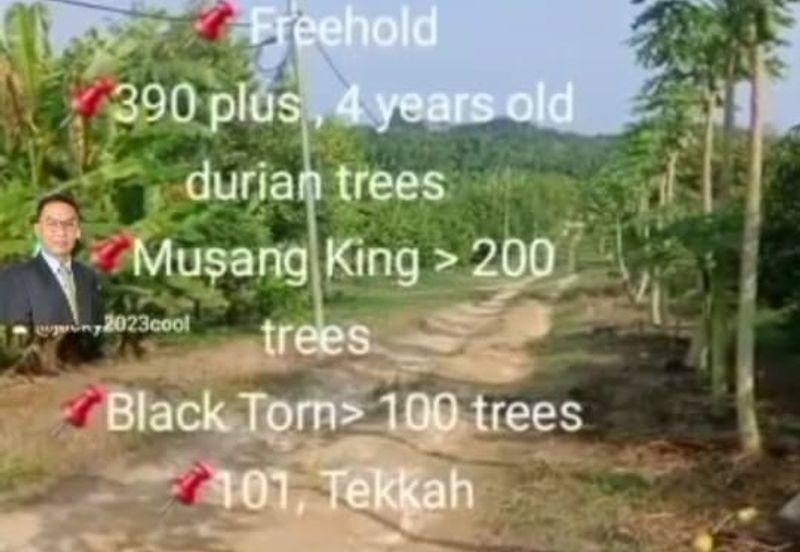  Rembau,  GADONG, Negeri Sembilan , 📌11.3 acres Durian Land for Sale  📌 Freehold  📌390 plus , 4 years old durian trees