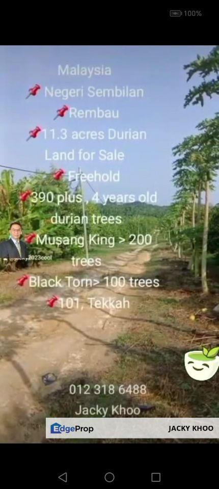  Rembau,  GADONG, Negeri Sembilan , 📌11.3 acres Durian Land for Sale  📌 Freehold  📌390 plus , 4 years old durian trees, Negeri Sembilan, Rembau