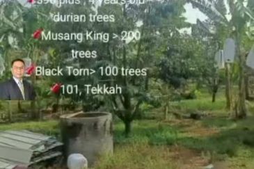  Rembau,  GADONG, Negeri Sembilan , 📌11.3 acres Durian Land for Sale  📌 Freehold  📌390 plus , 4 years old durian trees