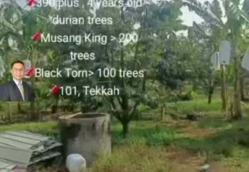  Rembau,  GADONG, Negeri Sembilan , 📌11.3 acres Durian Land for Sale  📌 Freehold  📌390 plus , 4 years old durian trees