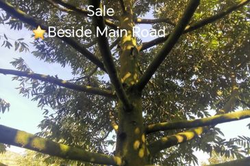 Raub, Bentong, Gua Musang ,Pahang ⭐47 Acre Land for Sale ⭐Beside Main Tar Road 