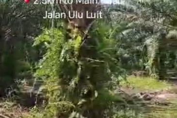 Pahang, Maran, Luit , 📌988 acres Palm Oil Land for SALE 📌2.5km to Main Road Jalan Ulu Luit 