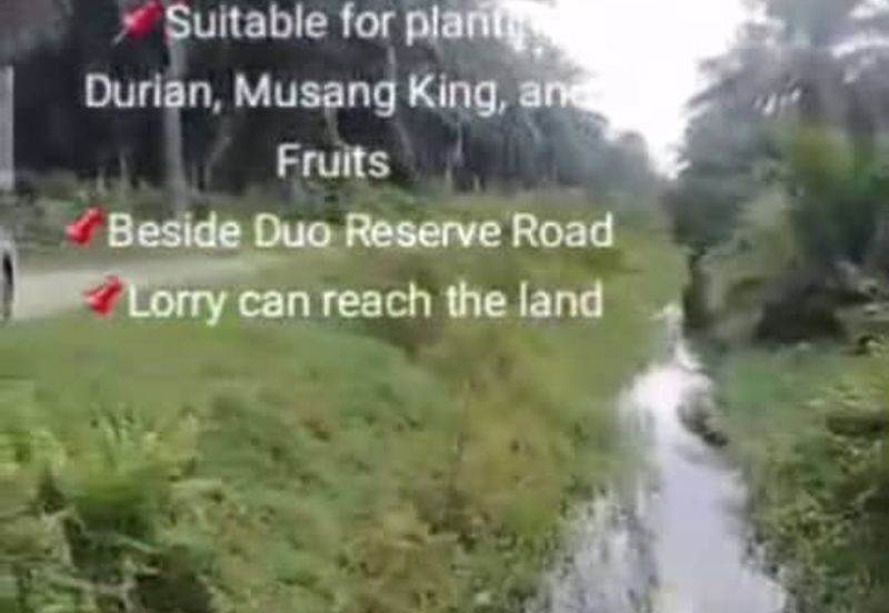 Banting Land for Sale, Sungai Kelambu 2, Banting,  📌2.07 Acres Flat Land for Sale 📌Suitable for planting Durian, Musang King, and Fruits  