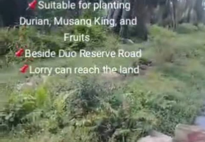 Banting Land for Sale, Sungai Kelambu 2, Banting,  📌2.07 Acres Flat Land for Sale 📌Suitable for planting Durian, Musang King, and Fruits  