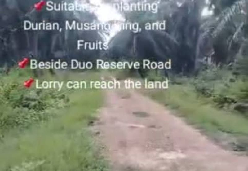 Banting Land for Sale, Sungai Kelambu 2, Banting,  📌2.07 Acres Flat Land for Sale 📌Suitable for planting Durian, Musang King, and Fruits  