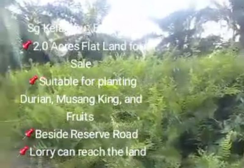 Sg Kelambu , Banting,  📌2.0 Acres Flat Land for Sale 📌Suitable for planting Durian, Musang King, and Fruits  📌Beside Reserve Road  📌Lorry can reac