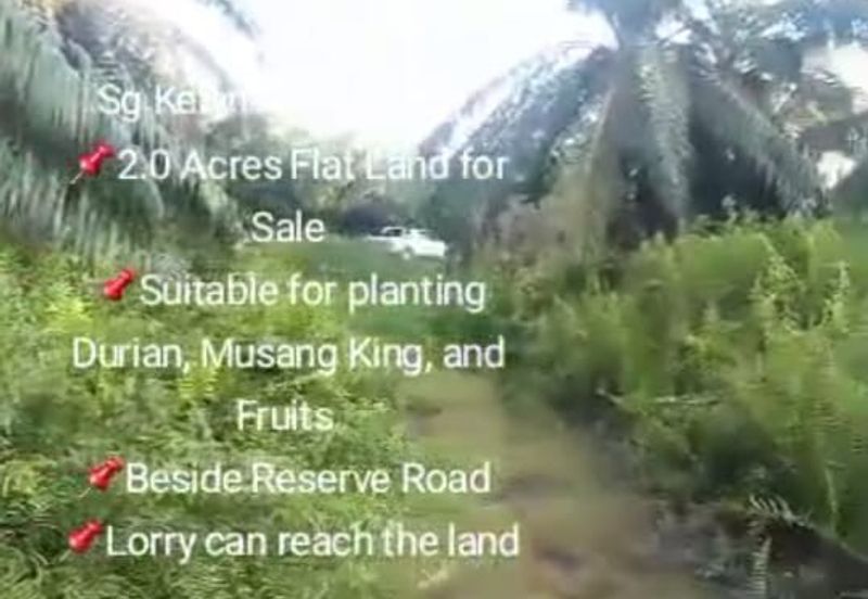 Sg Kelambu , Banting,  📌2.0 Acres Flat Land for Sale 📌Suitable for planting Durian, Musang King, and Fruits  📌Beside Reserve Road  📌Lorry can reac
