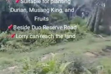 Banting Land for Sale, Sungai Kelambu 2, Banting,  📌2.07 Acres Flat Land for Sale 📌Suitable for planting Durian, Musang King, and Fruits  📌Beside D