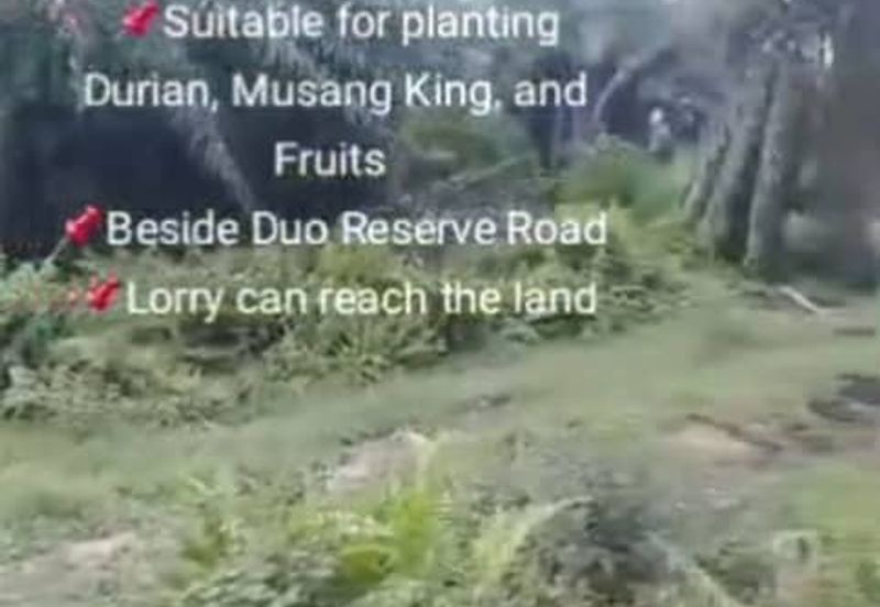 Banting Land for Sale, Sungai Kelambu 2, Banting,  📌2.07 Acres Flat Land for Sale 📌Suitable for planting Durian, Musang King, and Fruits  📌Beside D