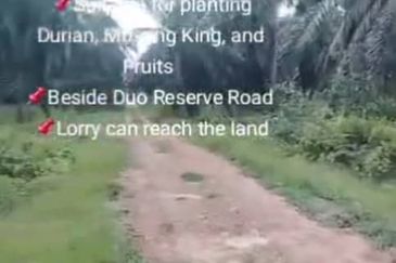 Banting Land for Sale, Sungai Kelambu 2, Banting,  📌2.07 Acres Flat Land for Sale 📌Suitable for planting Durian, Musang King, and Fruits  📌Beside D