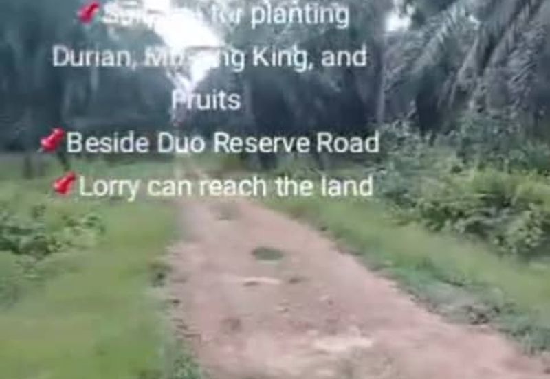 Banting Land for Sale, Sungai Kelambu 2, Banting,  📌2.07 Acres Flat Land for Sale 📌Suitable for planting Durian, Musang King, and Fruits  📌Beside D