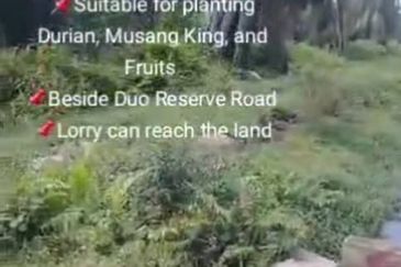 Banting Land for Sale, Sungai Kelambu 2, Banting,  📌2.07 Acres Flat Land for Sale 📌Suitable for planting Durian, Musang King, and Fruits  📌Beside D