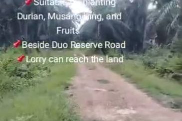 Banting Land for Sale, Sungai Kelambu 2, Banting,  📌2.07 Acres Flat Land for Sale 📌Suitable for planting Durian, Musang King, and Fruits  📌Beside D