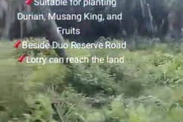 Banting Land for Sale, Sungai Kelambu 2, Banting,  📌2.07 Acres Flat Land for Sale 📌Suitable for planting Durian, Musang King, and Fruits  📌Beside D