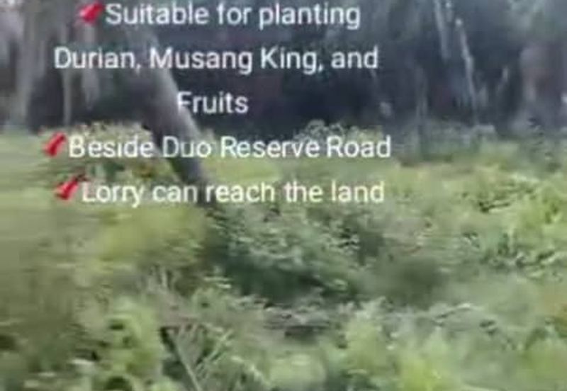 Banting Land for Sale, Sungai Kelambu 2, Banting,  📌2.07 Acres Flat Land for Sale 📌Suitable for planting Durian, Musang King, and Fruits  📌Beside D