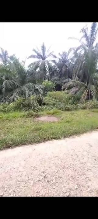 Banting Land for Sale,  Sungai Kelambu 2, Banting, Felcra,  📌2.078 Acres Flat Land for Sale 📌Beside Reserve Road  📌Lorry can reach the land, Selangor, Banting