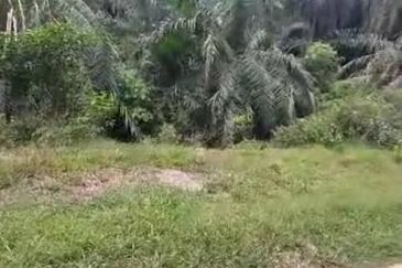 Banting Land for Sale,  Sungai Kelambu 2, Banting, Felcra,  📌2.078 Acres Flat Land for Sale 📌Beside Reserve Road  📌Lorry can reach the land