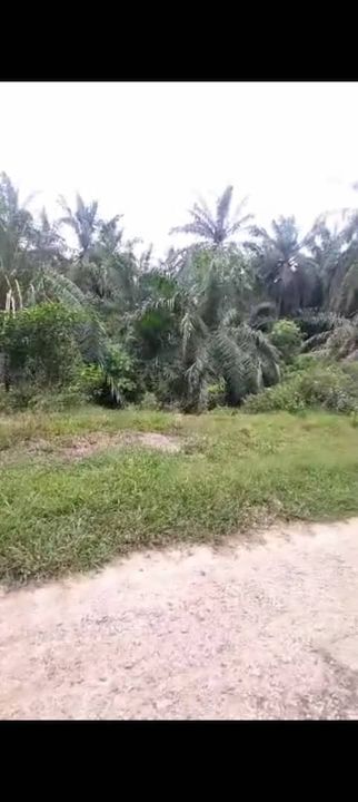 Banting Land for Sale,  Sungai Kelambu 2, Banting, Felcra,  📌2.078 Acres Flat Land for Sale 📌Beside Reserve Road  📌Lorry can reach the land, Selangor, Banting