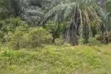 Banting Land for Sale,  Sungai Kelambu 2, Banting, Felcra,  📌2.078 Acres Flat Land for Sale 📌Beside Reserve Road  📌Lorry can reach the land