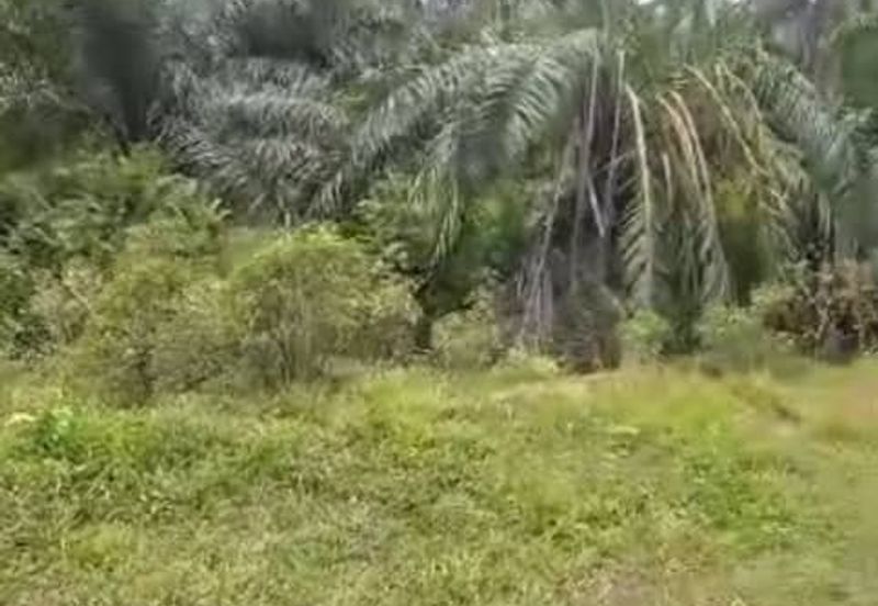 Banting Land for Sale,  Sungai Kelambu 2, Banting, Felcra,  📌2.078 Acres Flat Land for Sale 📌Beside Reserve Road  📌Lorry can reach the land