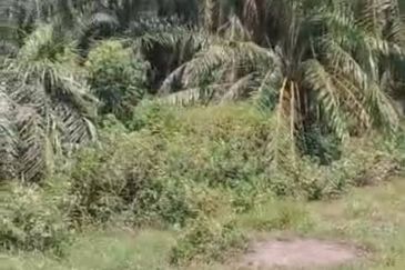 Banting Land for Sale,  Sungai Kelambu 2, Banting, Felcra,  📌2.078 Acres Flat Land for Sale 📌Beside Reserve Road  📌Lorry can reach the land