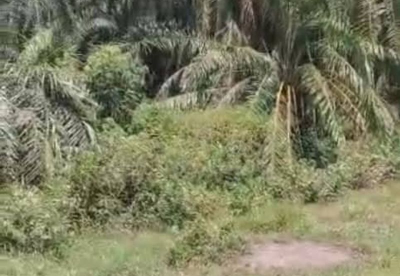 Banting Land for Sale,  Sungai Kelambu 2, Banting, Felcra,  📌2.078 Acres Flat Land for Sale 📌Beside Reserve Road  📌Lorry can reach the land