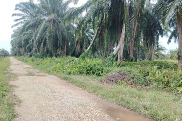 Banting Land for Sale,  Sungai Kelambu 2, Felcra,  📌2.078 Acres Flat Land for Sale 📌Beside Reserve Road  📌Lorry can reach the land 