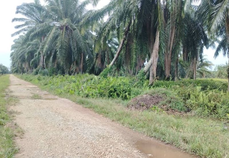 Banting Land for Sale,  Sungai Kelambu 2, Felcra,  📌2.078 Acres Flat Land for Sale 📌Beside Reserve Road  📌Lorry can reach the land 