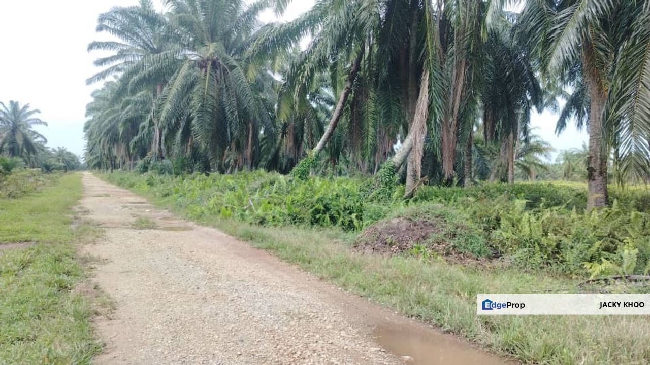 Banting Land for Sale,  Sungai Kelambu 2, Felcra,  📌2.078 Acres Flat Land for Sale 📌Beside Reserve Road  📌Lorry can reach the land , Selangor, Banting