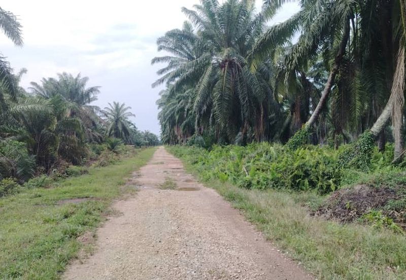 Banting Land for Sale,  Sungai Kelambu 2, Felcra,  📌2.078 Acres Flat Land for Sale 📌Beside Reserve Road  📌Lorry can reach the land 