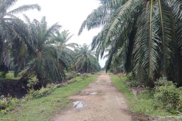 Banting Land for Sale,  Sungai Kelambu 2, Felcra,  📌2.078 Acres Flat Land for Sale 📌Beside Reserve Road  📌Lorry can reach the land 