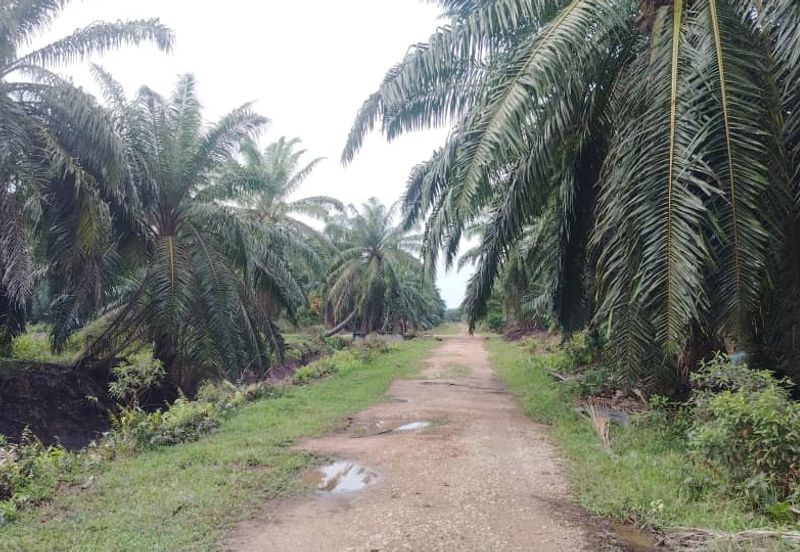 Banting Land for Sale,  Sungai Kelambu 2, Felcra,  📌2.078 Acres Flat Land for Sale 📌Beside Reserve Road  📌Lorry can reach the land 